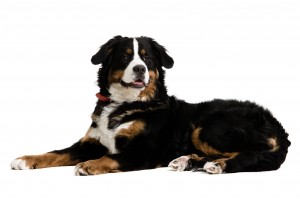 http://www.dreamstime.com/royalty-free-stock-photo-dog-lying-down-image4712465