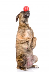 http://www.dreamstime.com/stock-photo-mixed-breed-dog-balancing-ball-nose-white-background-image53024840